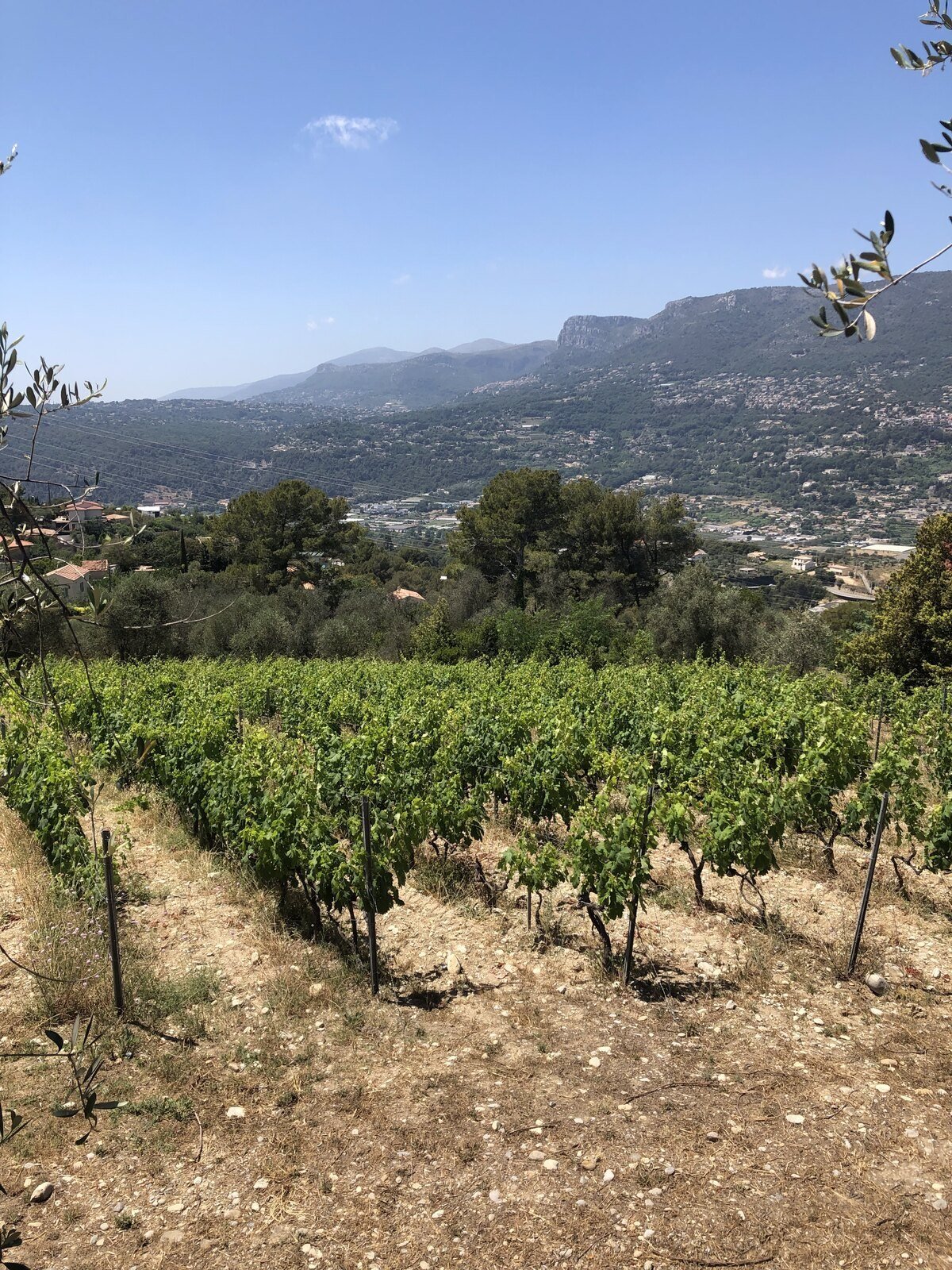 Vines on stony ground at Château de Bellet above Nice, with the hills behind