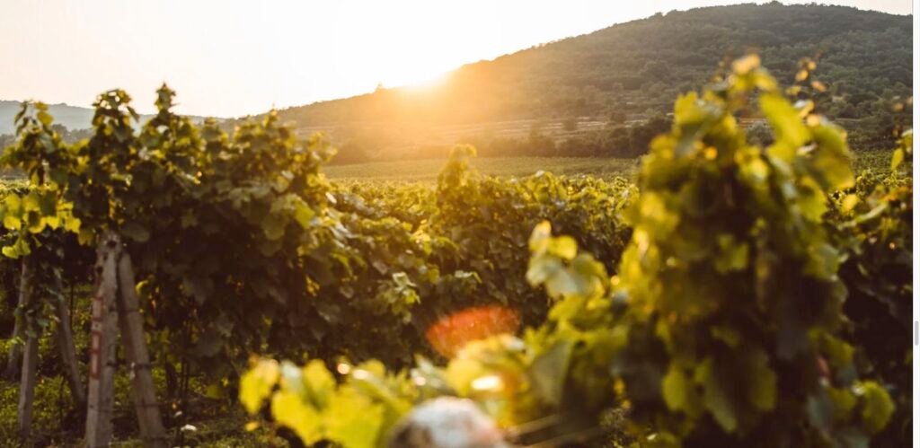 Vineyard rows at sunset with hills behind